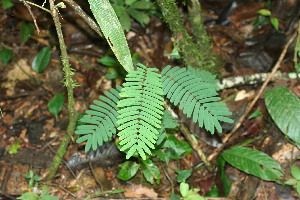  ( - BioBot11676)  @11 [ ] CreativeCommons - Attribution Non-Commercial Share-Alike (2010) Daniel H. Janzen Guanacaste Dry Forest Conservation Fund
