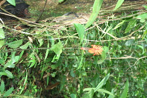 ( - BioBot11688)  @11 [ ] CreativeCommons - Attribution Non-Commercial Share-Alike (2010) Daniel H. Janzen Guanacaste Dry Forest Conservation Fund