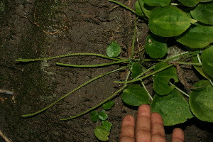  ( - BioBot11711)  @11 [ ] CreativeCommons - Attribution Non-Commercial Share-Alike (2010) Daniel H. Janzen Guanacaste Dry Forest Conservation Fund