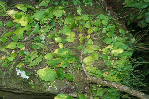  ( - BioBot11713)  @11 [ ] CreativeCommons - Attribution Non-Commercial Share-Alike (2010) Daniel H. Janzen Guanacaste Dry Forest Conservation Fund