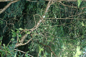  ( - BioBot11724)  @11 [ ] CreativeCommons - Attribution Non-Commercial Share-Alike (2010) Daniel H. Janzen Guanacaste Dry Forest Conservation Fund