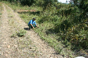  ( - BioBot11740)  @11 [ ] CreativeCommons - Attribution Non-Commercial Share-Alike (2010) Daniel H. Janzen Guanacaste Dry Forest Conservation Fund