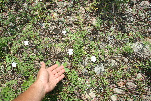  ( - BioBot11740)  @11 [ ] CreativeCommons - Attribution Non-Commercial Share-Alike (2010) Daniel H. Janzen Guanacaste Dry Forest Conservation Fund