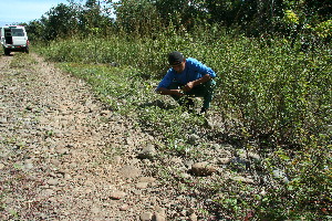  ( - BioBot11742)  @11 [ ] CreativeCommons - Attribution Non-Commercial Share-Alike (2010) Daniel H. Janzen Guanacaste Dry Forest Conservation Fund
