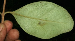  (Eugenia hypargyrea - BioBot11758)  @11 [ ] CreativeCommons - Attribution Non-Commercial Share-Alike (2010) Daniel H. Janzen Guanacaste Dry Forest Conservation Fund
