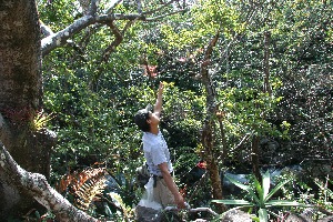  ( - BioBot11777)  @11 [ ] CreativeCommons - Attribution Non-Commercial Share-Alike (2010) Daniel H. Janzen Guanacaste Dry Forest Conservation Fund