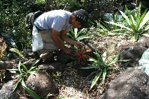  ( - BioBot11778)  @11 [ ] CreativeCommons - Attribution Non-Commercial Share-Alike (2010) Daniel H. Janzen Guanacaste Dry Forest Conservation Fund