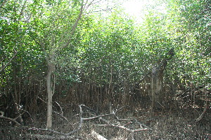  ( - BioBot11802)  @11 [ ] CreativeCommons - Attribution Non-Commercial Share-Alike (2010) Daniel H. Janzen Guanacaste Dry Forest Conservation Fund