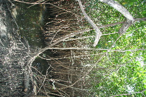  ( - BioBot11802)  @11 [ ] CreativeCommons - Attribution Non-Commercial Share-Alike (2010) Daniel H. Janzen Guanacaste Dry Forest Conservation Fund