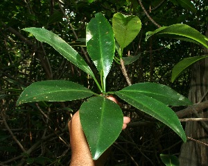  ( - BioBot11802)  @11 [ ] CreativeCommons - Attribution Non-Commercial Share-Alike (2010) Daniel H. Janzen Guanacaste Dry Forest Conservation Fund