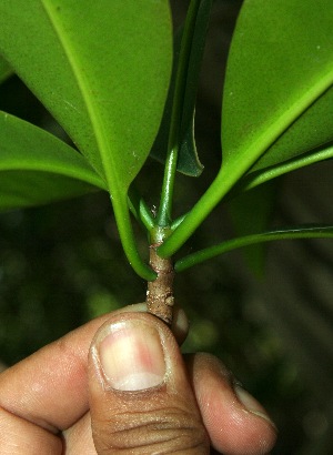  ( - BioBot11802)  @11 [ ] CreativeCommons - Attribution Non-Commercial Share-Alike (2010) Daniel H. Janzen Guanacaste Dry Forest Conservation Fund