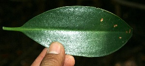  ( - BioBot11802)  @11 [ ] CreativeCommons - Attribution Non-Commercial Share-Alike (2010) Daniel H. Janzen Guanacaste Dry Forest Conservation Fund