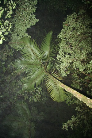  ( - BioBot11868)  @11 [ ] CreativeCommons - Attribution Non-Commercial Share-Alike (2010) Daniel H. Janzen Guanacaste Dry Forest Conservation Fund