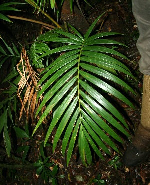  ( - BioBot11868)  @11 [ ] CreativeCommons - Attribution Non-Commercial Share-Alike (2010) Daniel H. Janzen Guanacaste Dry Forest Conservation Fund