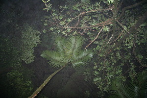  ( - BioBot11869)  @11 [ ] CreativeCommons - Attribution Non-Commercial Share-Alike (2010) Daniel H. Janzen Guanacaste Dry Forest Conservation Fund