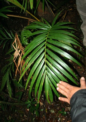  ( - BioBot11869)  @11 [ ] CreativeCommons - Attribution Non-Commercial Share-Alike (2010) Daniel H. Janzen Guanacaste Dry Forest Conservation Fund