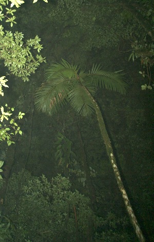  (Prestoea decurrens - BioBot11870)  @11 [ ] CreativeCommons - Attribution Non-Commercial Share-Alike (2010) Daniel H. Janzen Guanacaste Dry Forest Conservation Fund