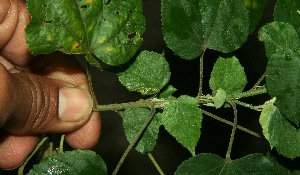 ( - BioBot11881)  @11 [ ] CreativeCommons - Attribution Non-Commercial Share-Alike (2010) Daniel H. Janzen Guanacaste Dry Forest Conservation Fund
