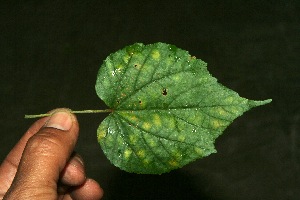  ( - BioBot11881)  @11 [ ] CreativeCommons - Attribution Non-Commercial Share-Alike (2010) Daniel H. Janzen Guanacaste Dry Forest Conservation Fund