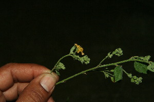  ( - BioBot11881)  @11 [ ] CreativeCommons - Attribution Non-Commercial Share-Alike (2010) Daniel H. Janzen Guanacaste Dry Forest Conservation Fund