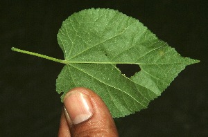  ( - BioBot11882)  @11 [ ] CreativeCommons - Attribution Non-Commercial Share-Alike (2010) Daniel H. Janzen Guanacaste Dry Forest Conservation Fund