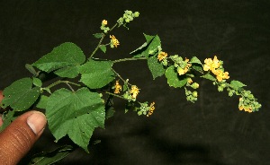  ( - BioBot11882)  @11 [ ] CreativeCommons - Attribution Non-Commercial Share-Alike (2010) Daniel H. Janzen Guanacaste Dry Forest Conservation Fund