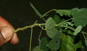  ( - BioBot11883)  @11 [ ] CreativeCommons - Attribution Non-Commercial Share-Alike (2010) Daniel H. Janzen Guanacaste Dry Forest Conservation Fund