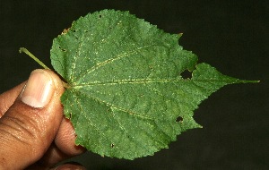  ( - BioBot11883)  @11 [ ] CreativeCommons - Attribution Non-Commercial Share-Alike (2010) Daniel H. Janzen Guanacaste Dry Forest Conservation Fund
