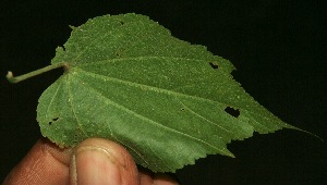  ( - BioBot11883)  @11 [ ] CreativeCommons - Attribution Non-Commercial Share-Alike (2010) Daniel H. Janzen Guanacaste Dry Forest Conservation Fund