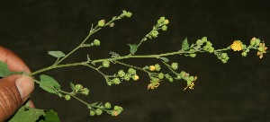  ( - BioBot11883)  @11 [ ] CreativeCommons - Attribution Non-Commercial Share-Alike (2010) Daniel H. Janzen Guanacaste Dry Forest Conservation Fund