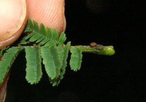  (Vachellia tenuifolia - BioBot12448)  @11 [ ] CreativeCommons - Attribution Non-Commercial Share-Alike (2010) Daniel H. Janzen Guanacaste Dry Forest Conservation Fund