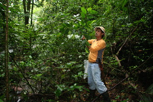  ( - BioBot12455)  @11 [ ] CreativeCommons - Attribution Non-Commercial Share-Alike (2010) Daniel H. Janzen Guanacaste Dry Forest Conservation Fund