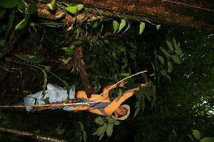  ( - BioBot12456)  @11 [ ] CreativeCommons - Attribution Non-Commercial Share-Alike (2010) Daniel H. Janzen Guanacaste Dry Forest Conservation Fund