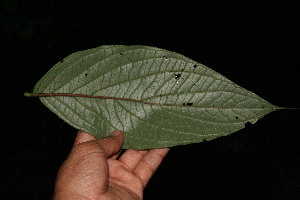  ( - BioBot12456)  @11 [ ] CreativeCommons - Attribution Non-Commercial Share-Alike (2010) Daniel H. Janzen Guanacaste Dry Forest Conservation Fund