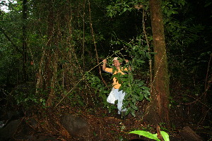  (Casearia A.guadamuz362 - BioBot12459)  @11 [ ] CreativeCommons - Attribution Non-Commercial Share-Alike (2010) Daniel H. Janzen Guanacaste Dry Forest Conservation Fund