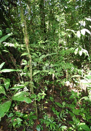  ( - BioBot12467)  @11 [ ] CreativeCommons - Attribution Non-Commercial Share-Alike (2010) Daniel H. Janzen Guanacaste Dry Forest Conservation Fund