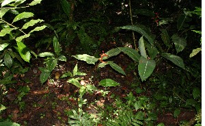  (Heliconia irrasa - BioBot12470)  @11 [ ] CreativeCommons - Attribution Non-Commercial Share-Alike (2010) Daniel H. Janzen Guanacaste Dry Forest Conservation Fund