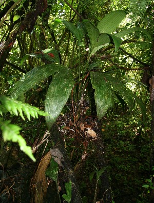  (Asplundia longitepala - BioBot12474)  @11 [ ] CreativeCommons - Attribution Non-Commercial Share-Alike (2010) Daniel H. Janzen Guanacaste Dry Forest Conservation Fund