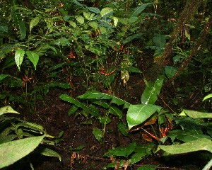  (Heliconia A.guadamuz365 - BioBot12477)  @11 [ ] CreativeCommons - Attribution Non-Commercial Share-Alike (2010) Daniel H. Janzen Guanacaste Dry Forest Conservation Fund