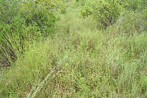  (Cyperaceae A.guadamuz368 - BioBot12488)  @11 [ ] CreativeCommons - Attribution Non-Commercial Share-Alike (2010) Daniel H. Janzen Guanacaste Dry Forest Conservation Fund