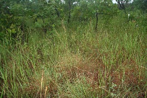  (Panicum A.guadamuz372 - BioBot12505)  @11 [ ] CreativeCommons - Attribution Non-Commercial Share-Alike (2010) Daniel H. Janzen Guanacaste Dry Forest Conservation Fund