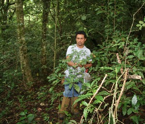  (Diospyros A.guadamuz382 - BioBot12538)  @11 [ ] CreativeCommons - Attribution Non-Commercial Share-Alike (2010) Daniel H. Janzen Guanacaste Dry Forest Conservation Fund