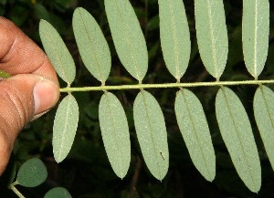  (Tephrosia multifolia - BioBot12587)  @11 [ ] CreativeCommons - Attribution Non-Commercial Share-Alike (2010) Daniel H. Janzen Guanacaste Dry Forest Conservation Fund