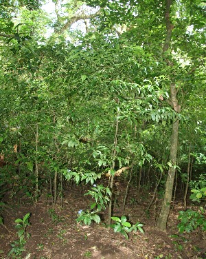  ( - BioBot12600)  @11 [ ] CreativeCommons - Attribution Non-Commercial Share-Alike (2010) Daniel H. Janzen Guanacaste Dry Forest Conservation Fund