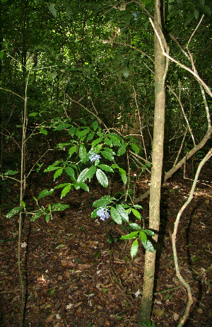  ( - BioBot12602)  @11 [ ] CreativeCommons - Attribution Non-Commercial Share-Alike (2010) Daniel H. Janzen Guanacaste Dry Forest Conservation Fund