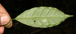  ( - BioBot12602)  @11 [ ] CreativeCommons - Attribution Non-Commercial Share-Alike (2010) Daniel H. Janzen Guanacaste Dry Forest Conservation Fund