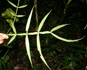  (Inga acuminata - BioBot12622)  @11 [ ] CreativeCommons - Attribution Non-Commercial Share-Alike (2010) Daniel H. Janzen Guanacaste Dry Forest Conservation Fund