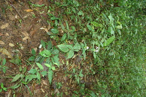  ( - BioBot12624)  @11 [ ] CreativeCommons - Attribution Non-Commercial Share-Alike (2010) Daniel H. Janzen Guanacaste Dry Forest Conservation Fund