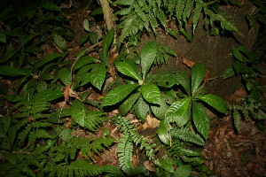  (Psychotria A.guadamuz388 - BioBot12659)  @11 [ ] CreativeCommons - Attribution Non-Commercial Share-Alike (2010) Daniel H. Janzen Guanacaste Dry Forest Conservation Fund