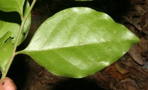  (Schaefferia frutescens - BioBot12668)  @11 [ ] CreativeCommons - Attribution Non-Commercial Share-Alike (2010) Daniel H. Janzen Guanacaste Dry Forest Conservation Fund